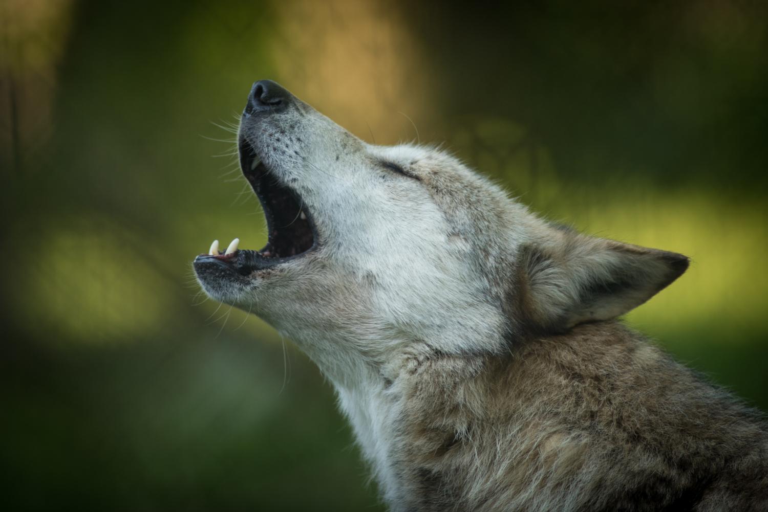 wolf howl