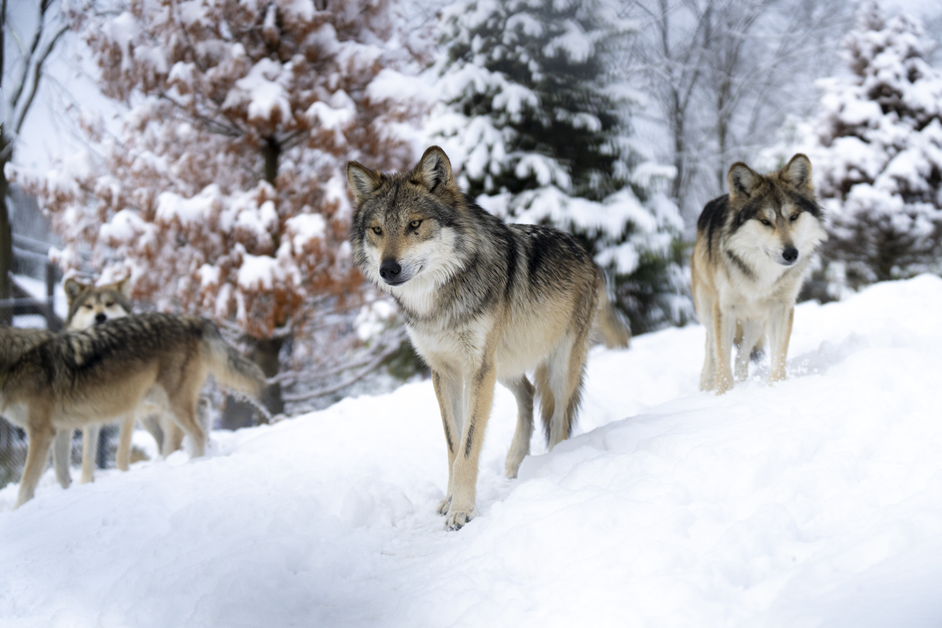 wolves in snow at the Columbus Zoo