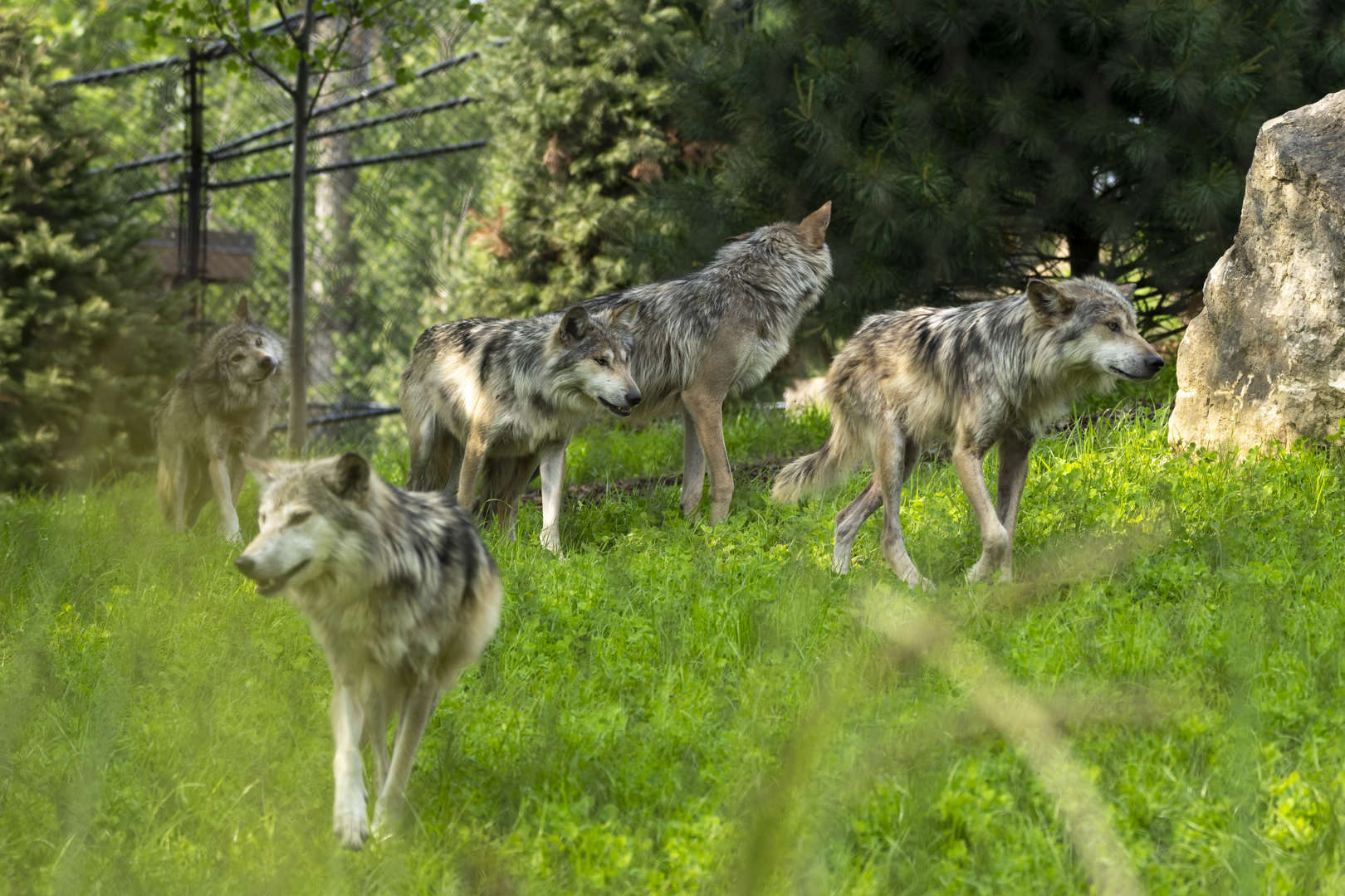 Mexican wolves