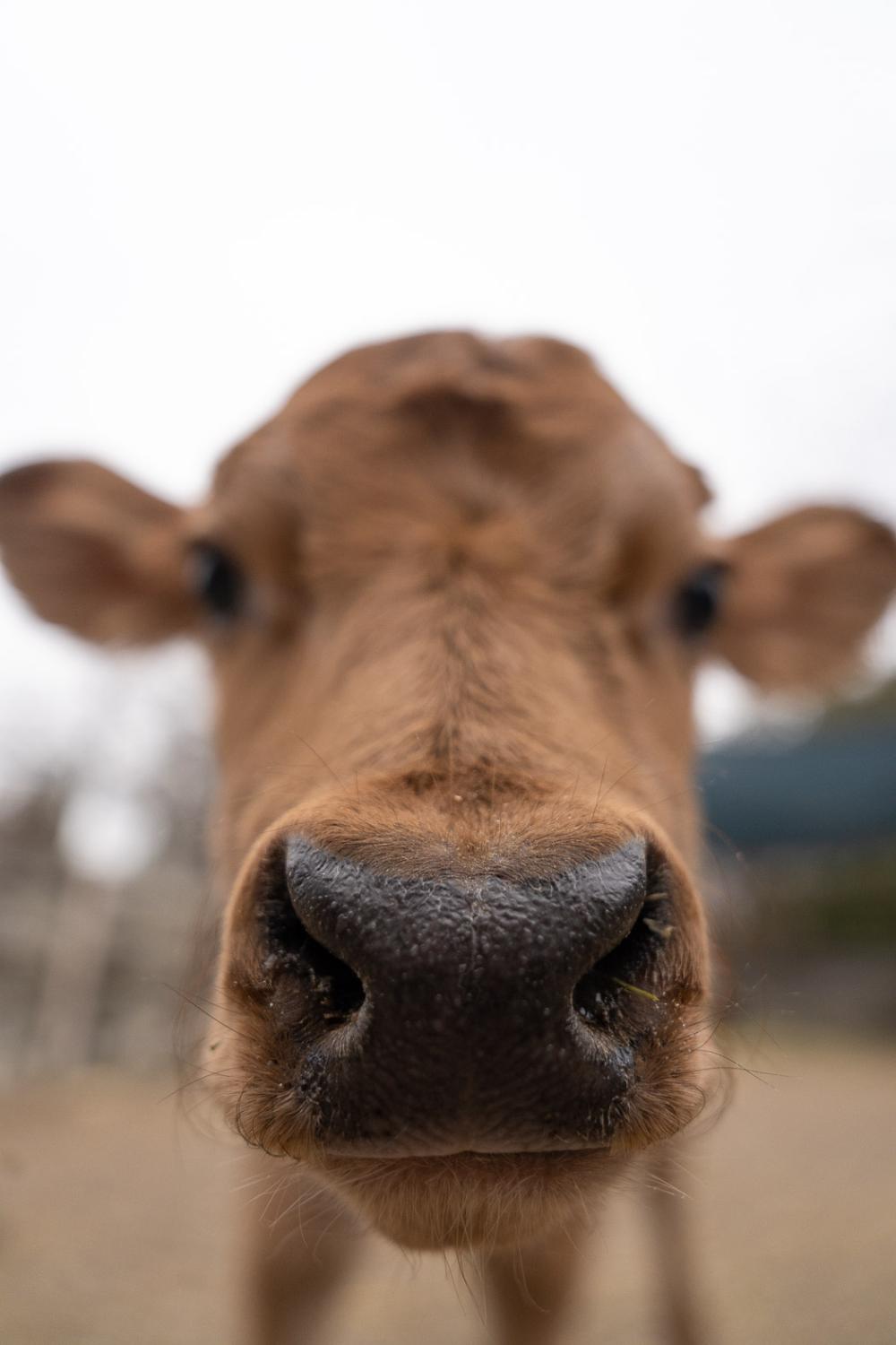 cow booping camera