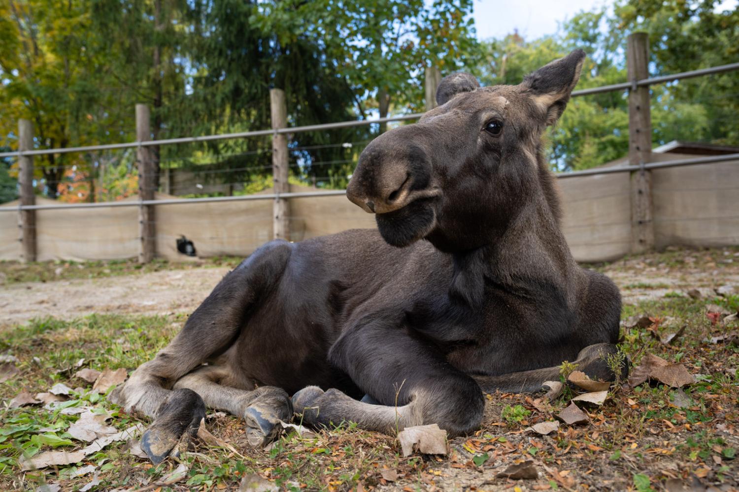 Male moose calf, Bert