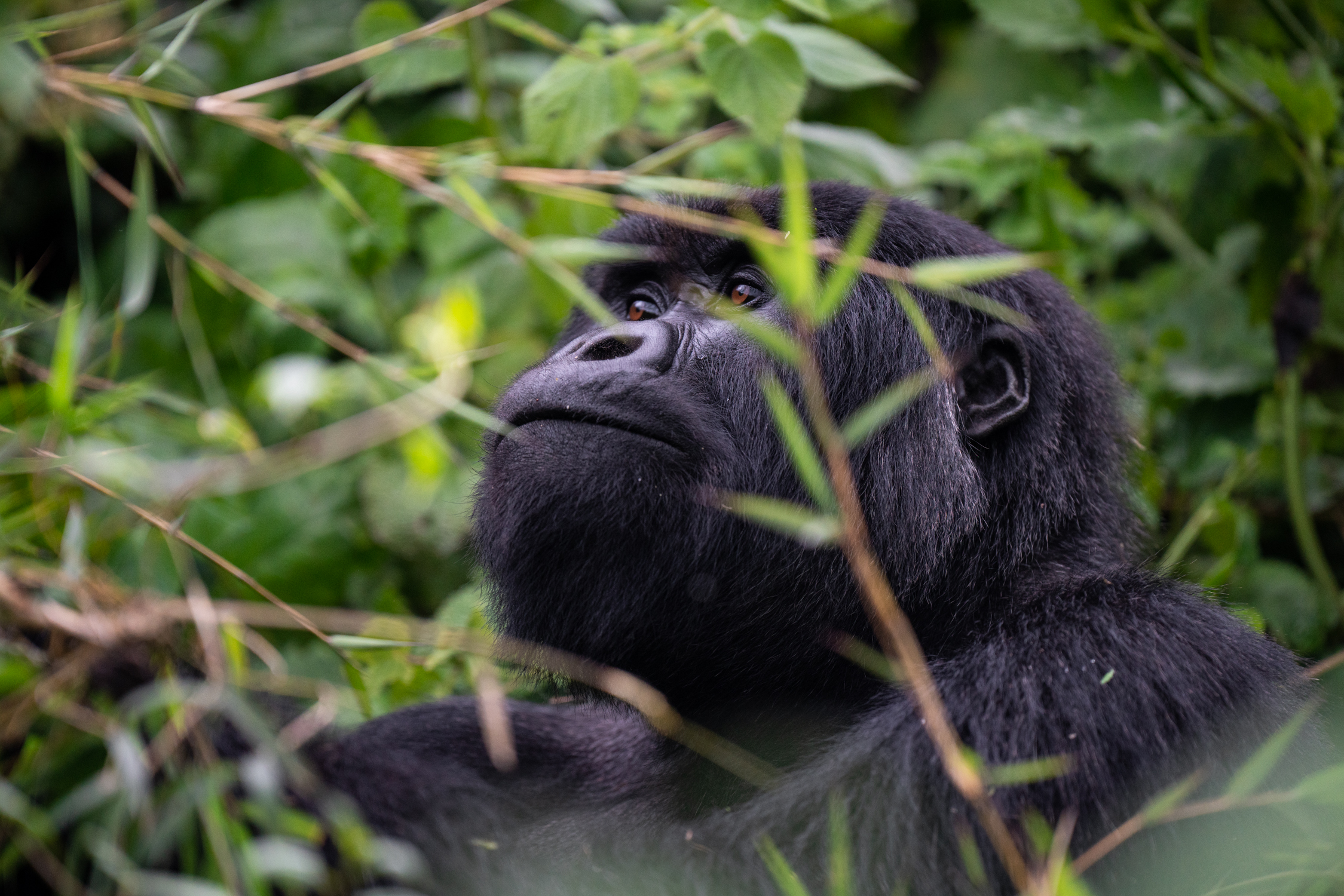 mountain gorilla in foliage