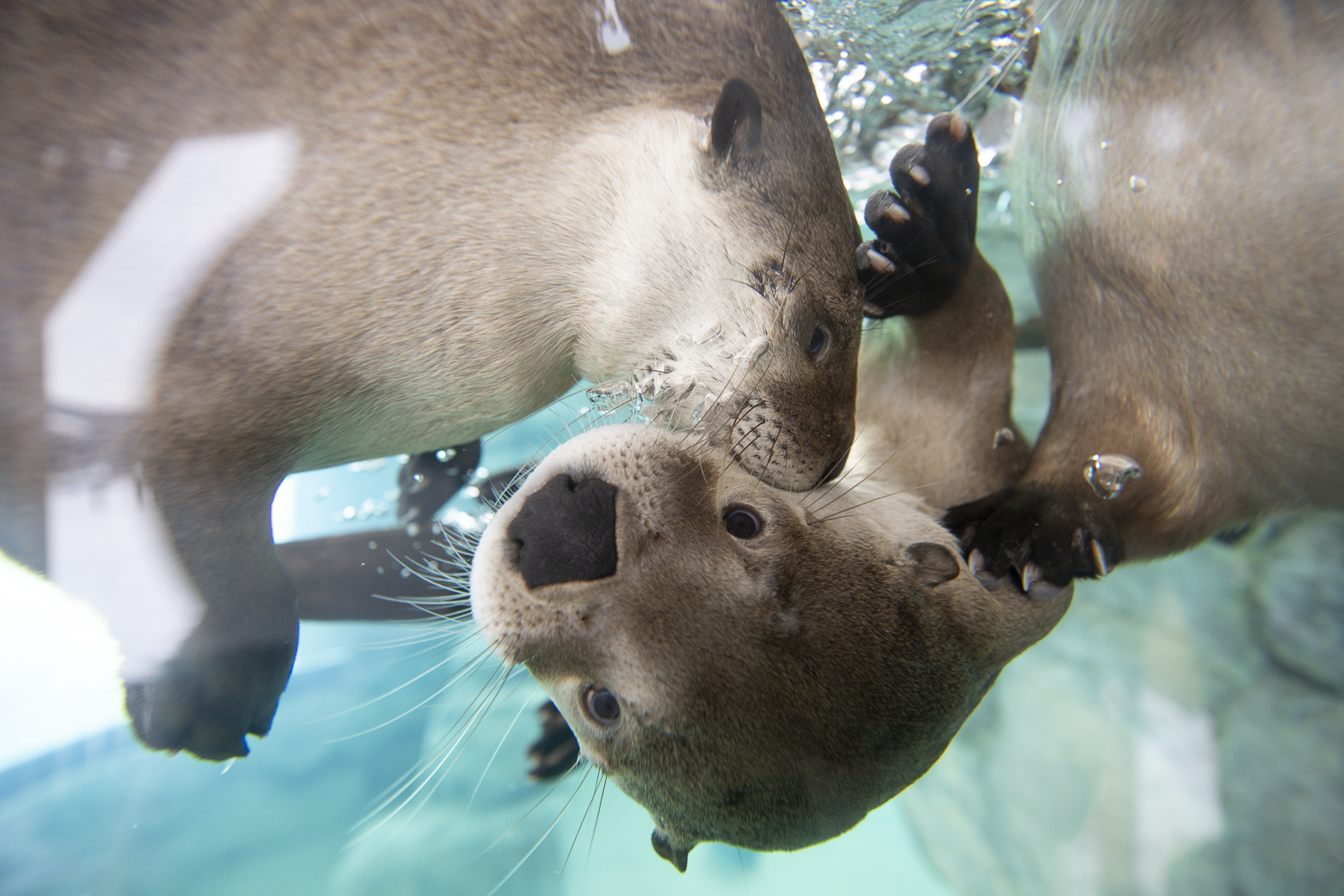 river otters at the Columbus Zoo