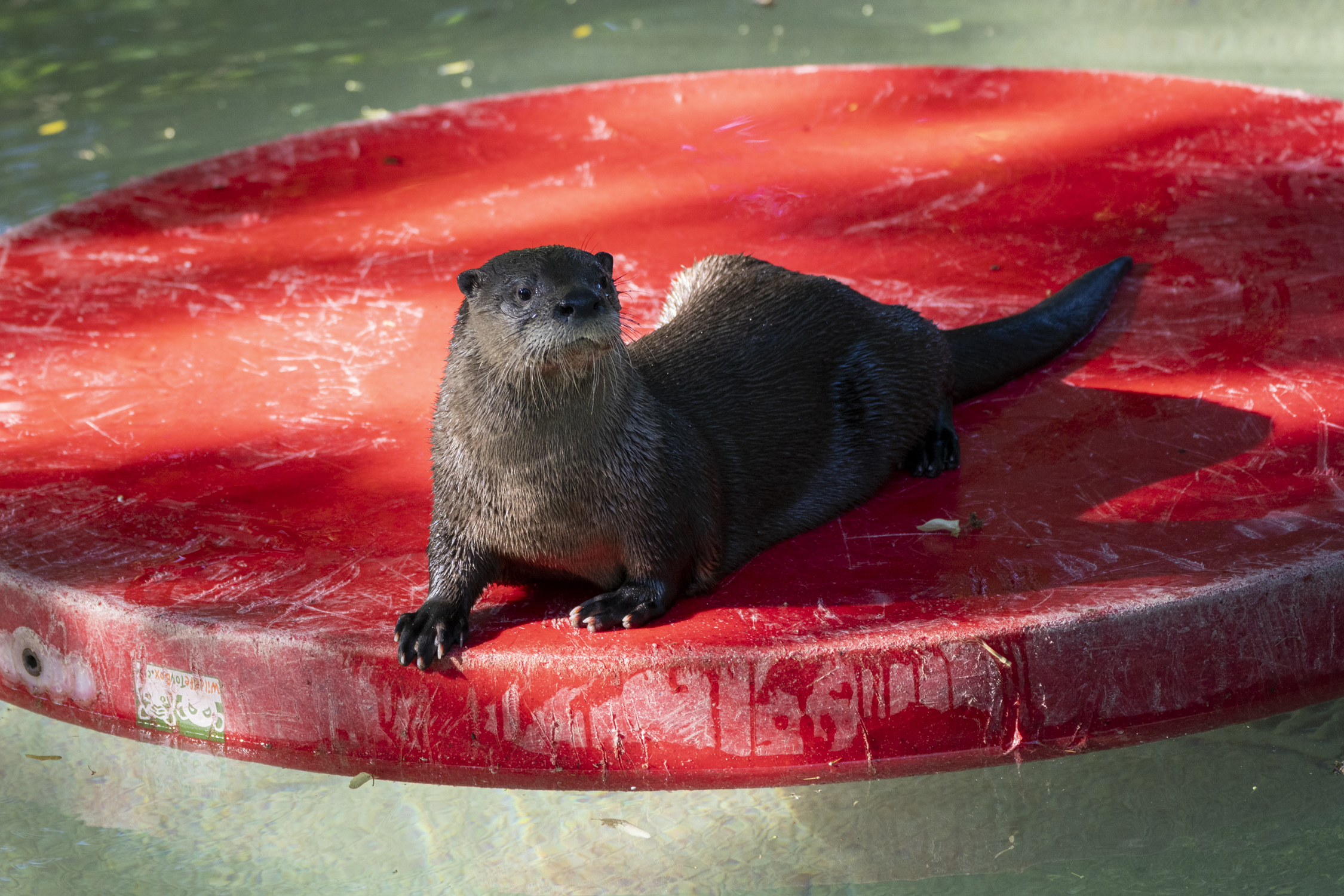 river otter on red disc