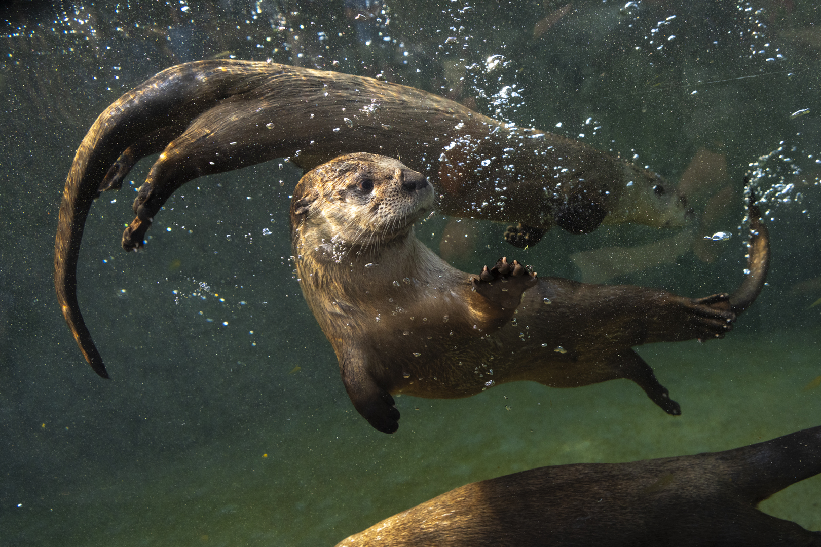North America river otters