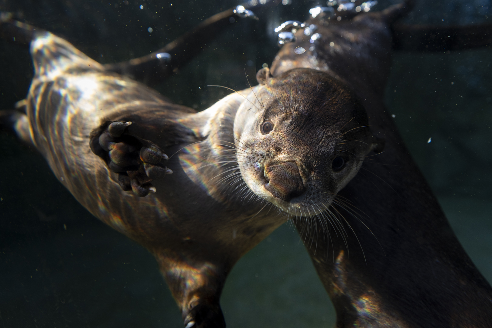 River otters underwater