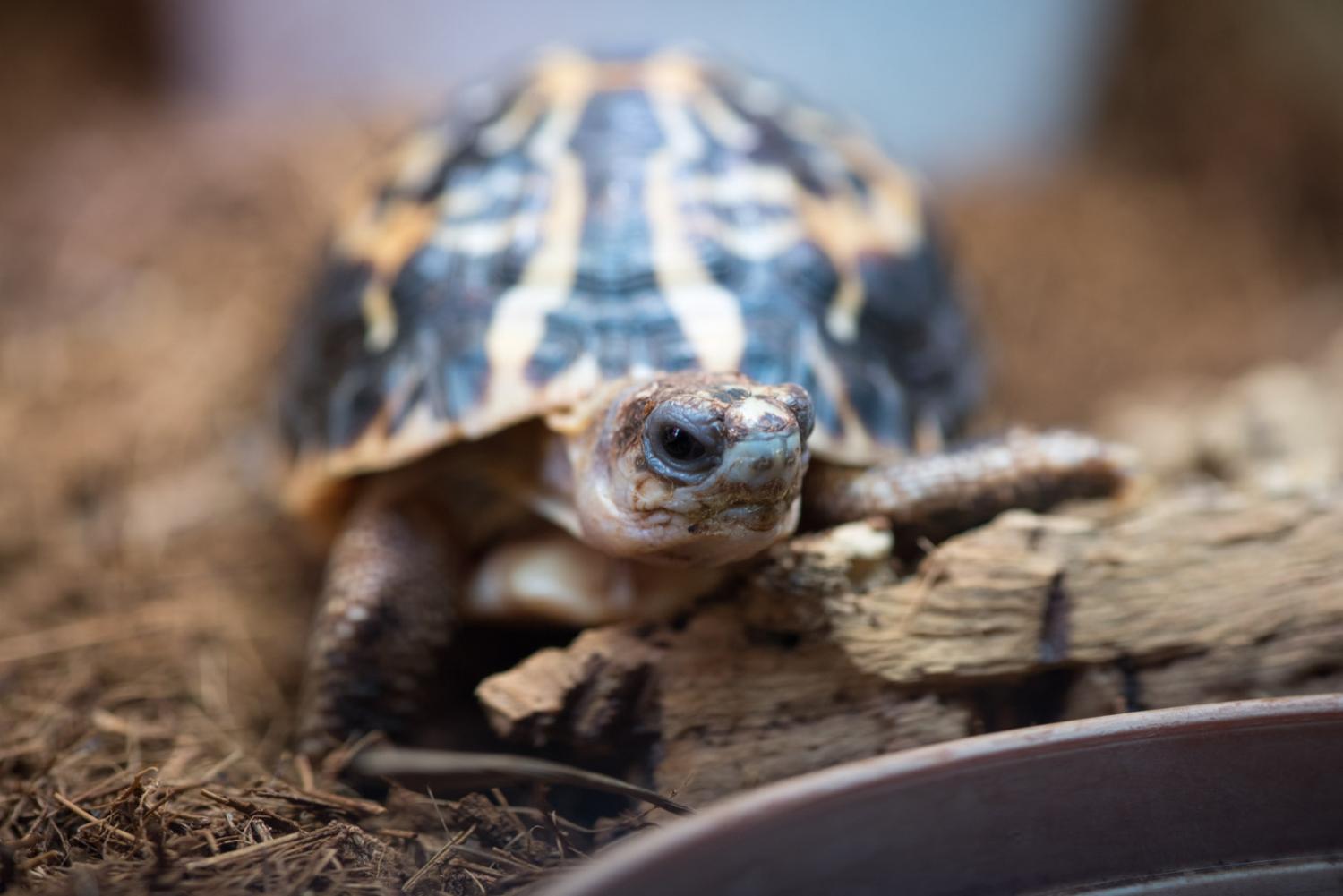 spider tortoise