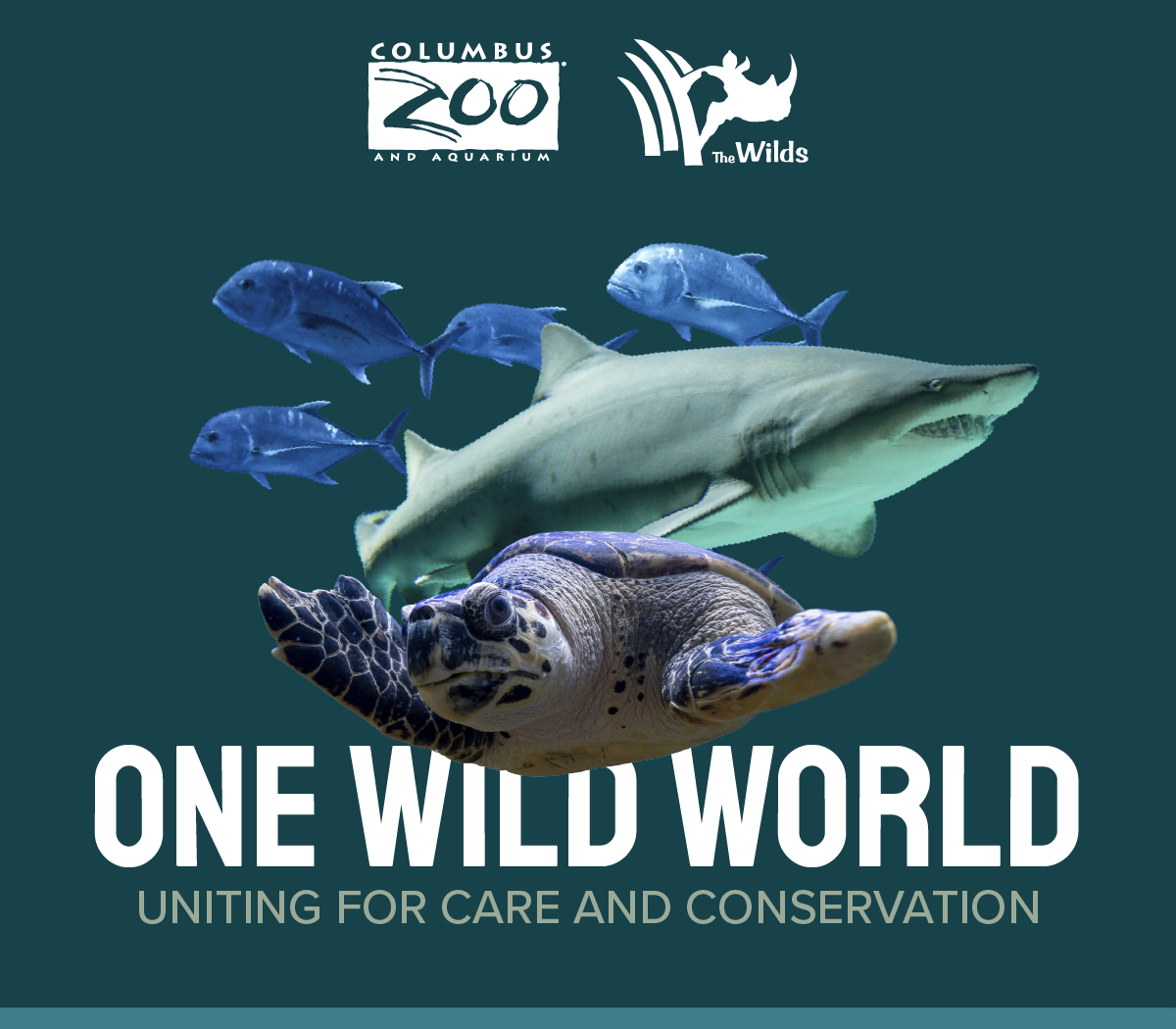 Graphic that says One Wild World and features aquatic animals