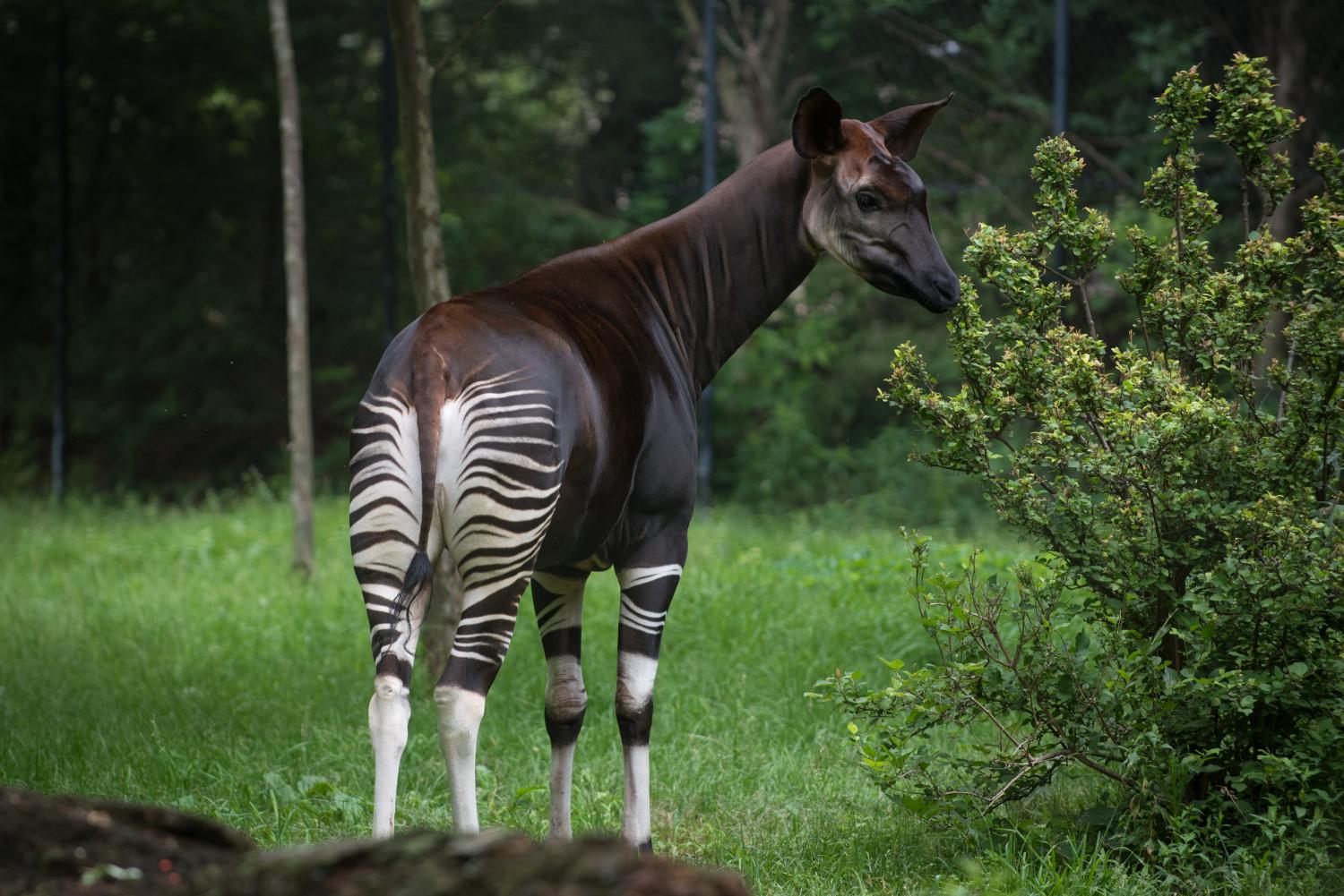 okapi looking backwards