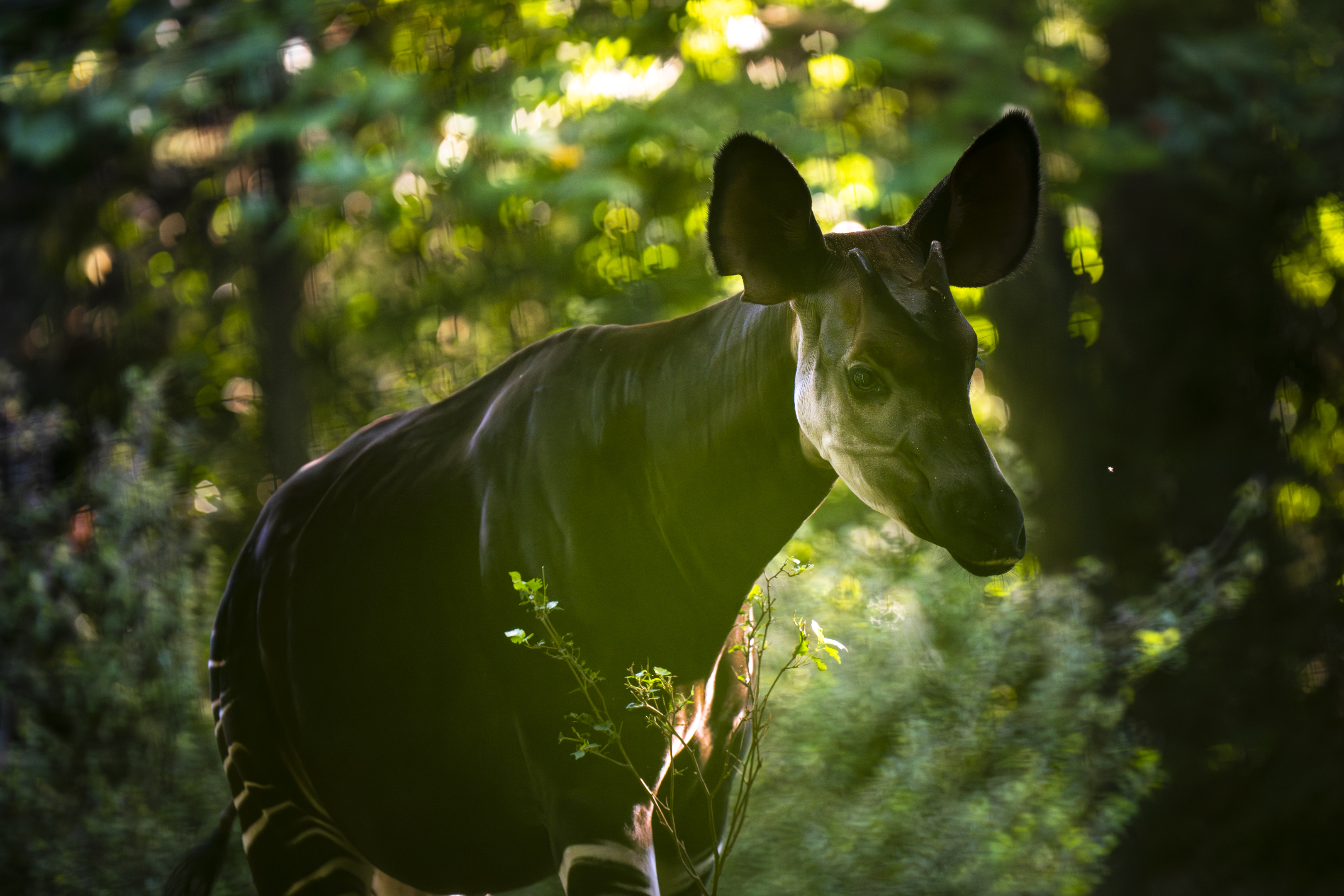 okapi in forested area