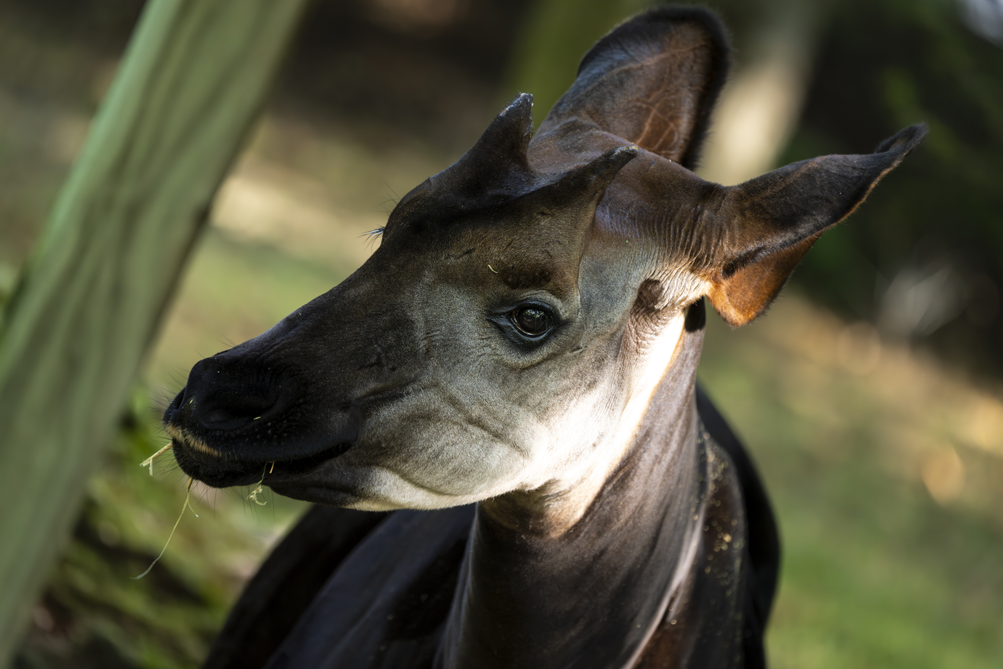 okapi at the Columbus Zoo