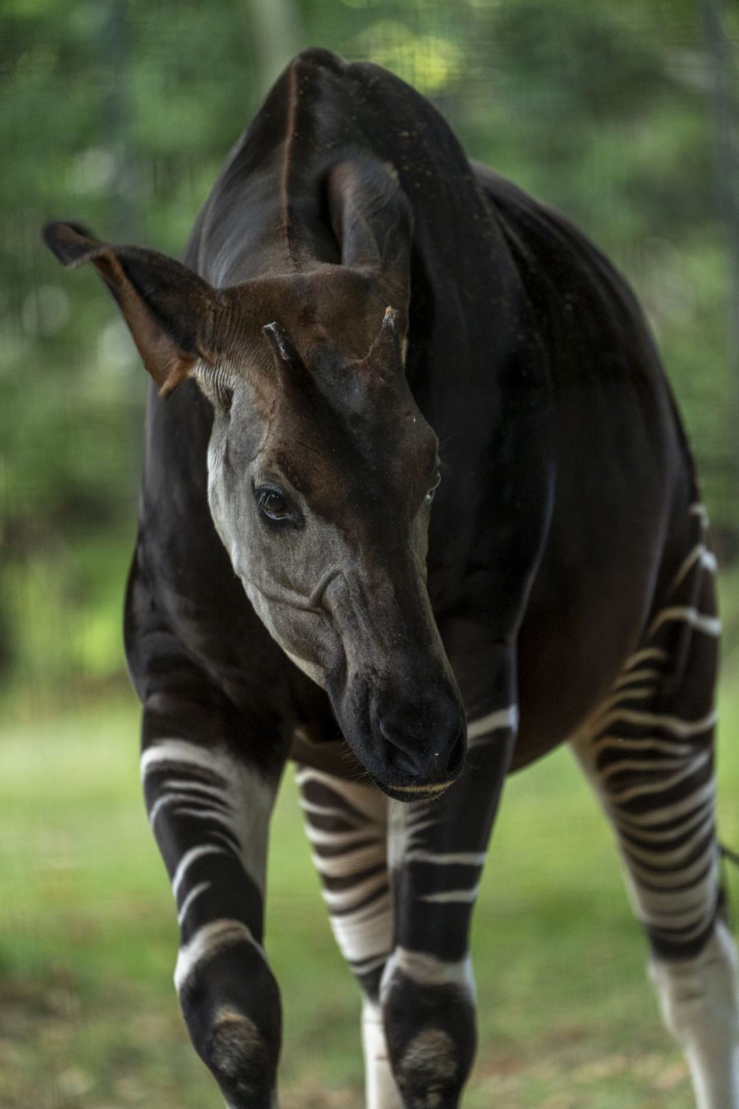 El Jewar okapi