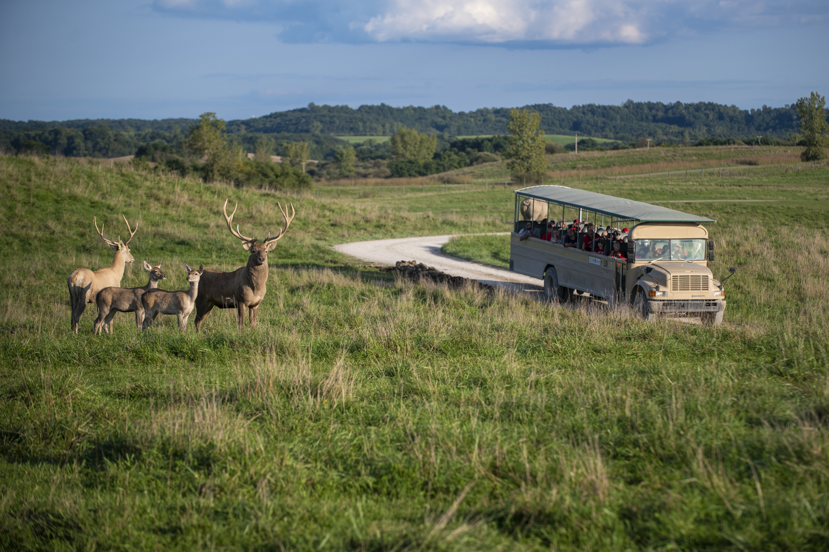 safari bus in pasture with deer