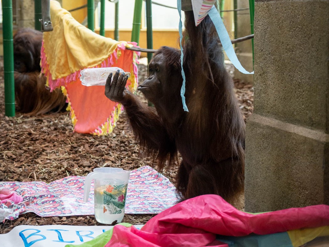 orangutan birthday party