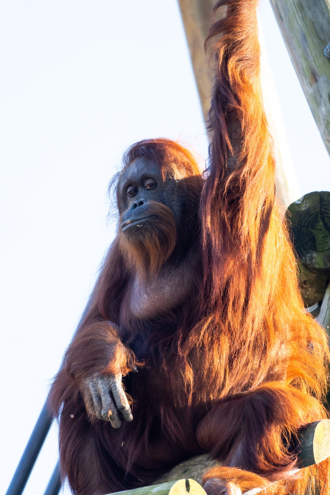 orangutan at zoo