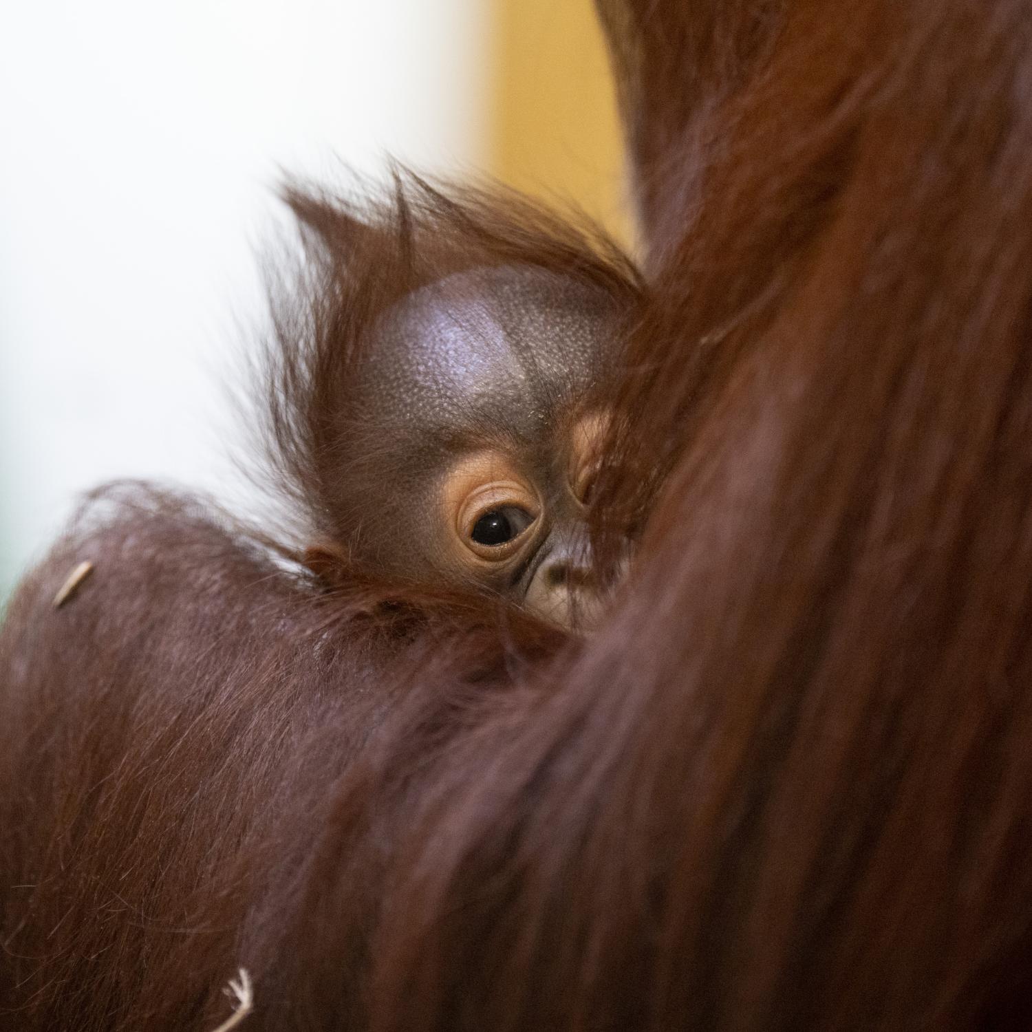 baby orangutan