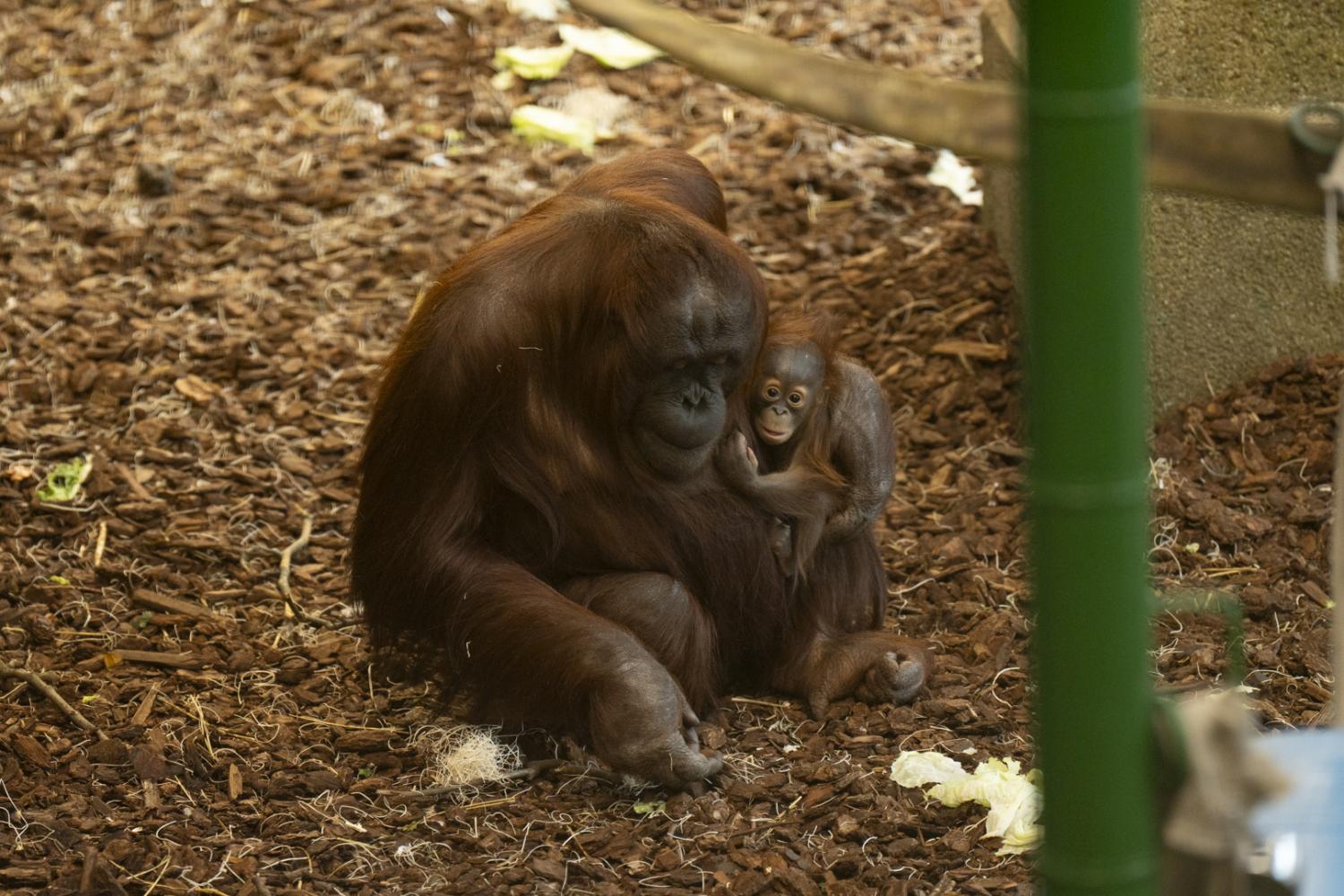 mother orangutan holding baby