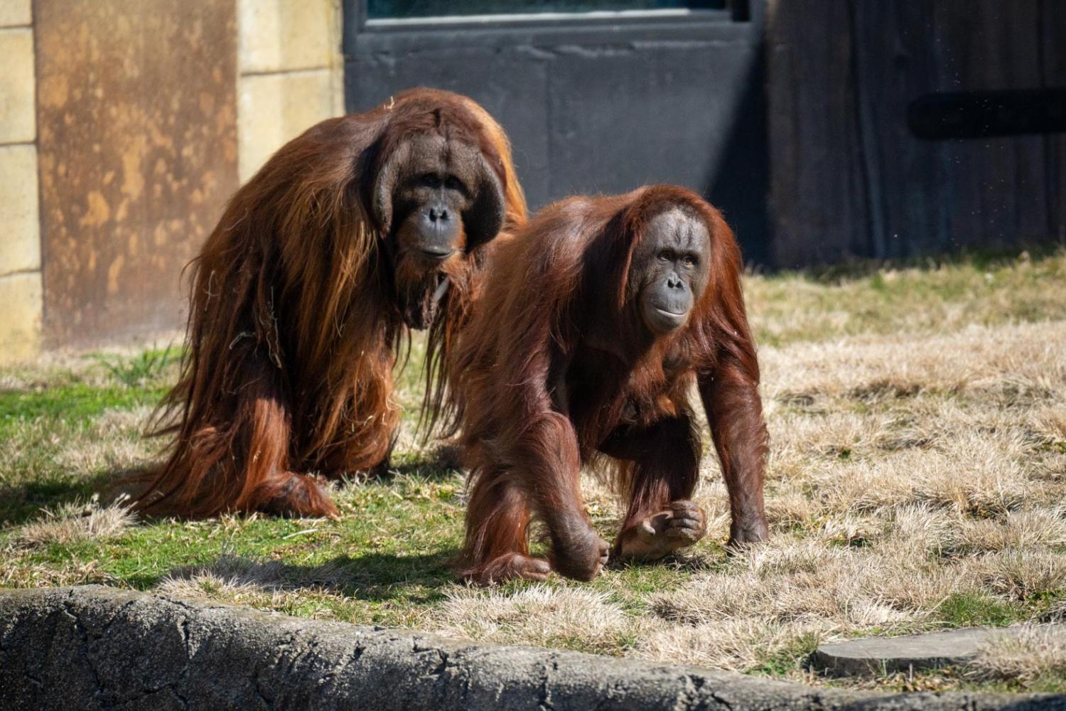 two orangutans