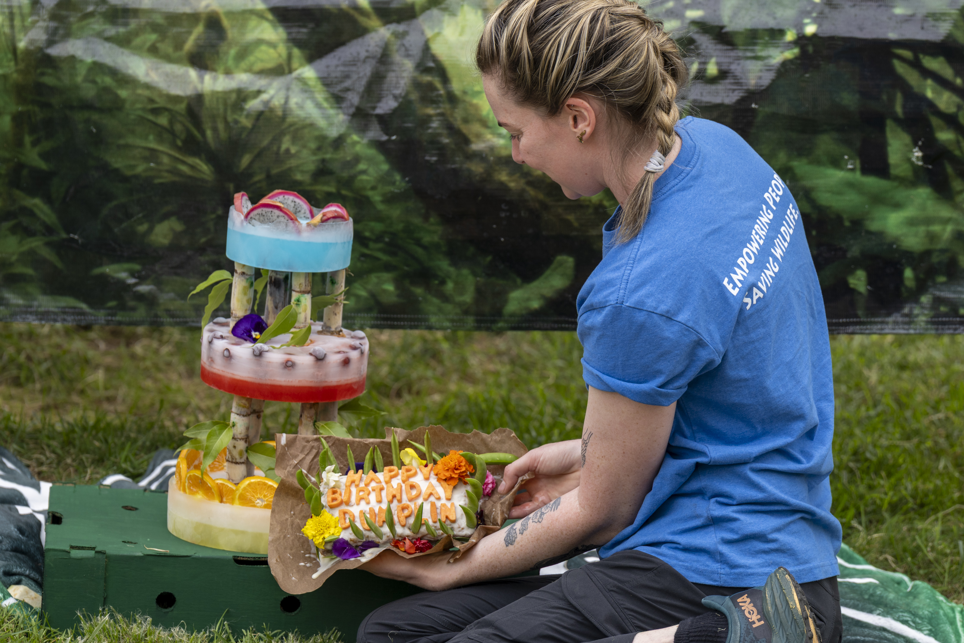 animal nutrition presenting a cake for an orangutan