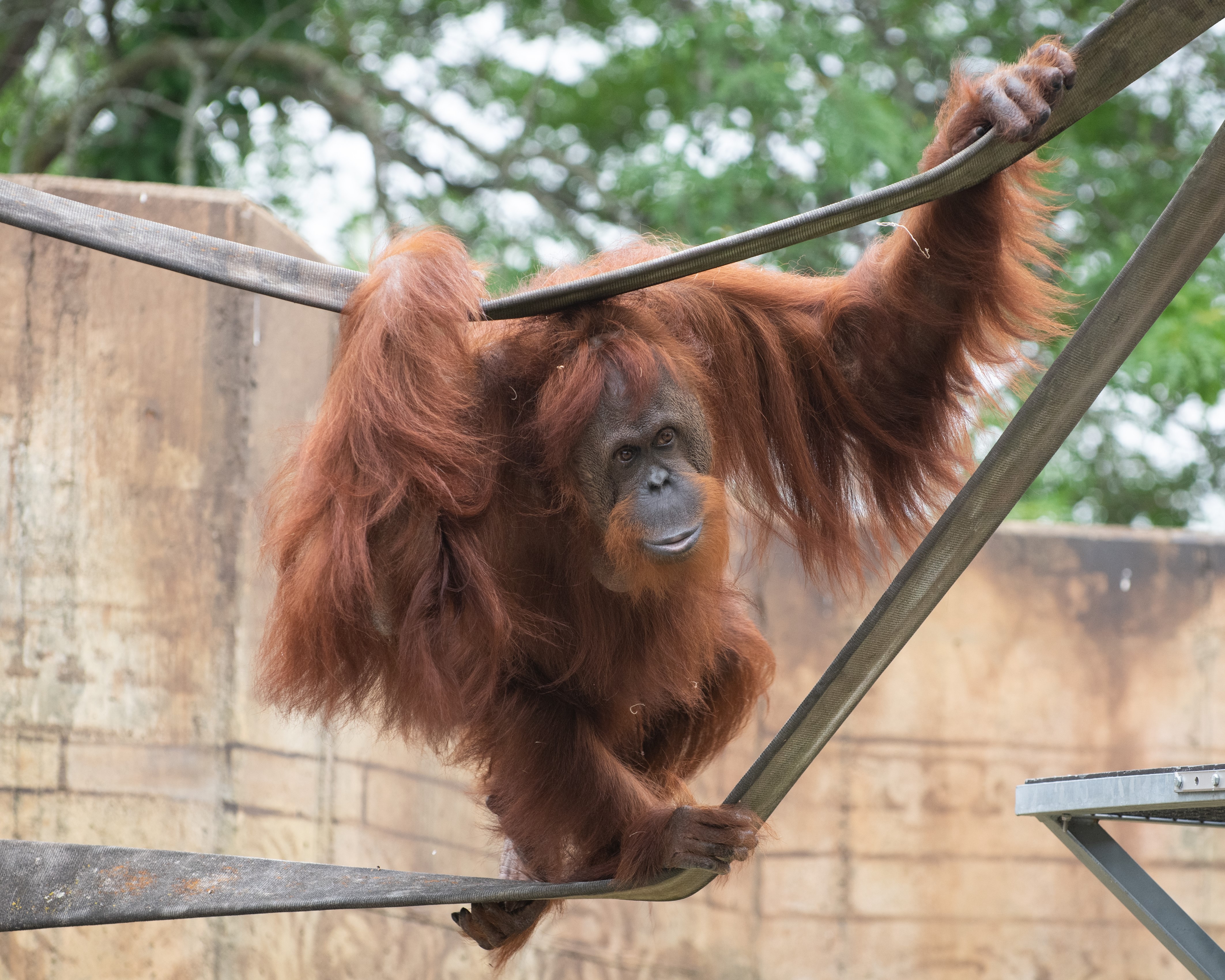 orangutan climbing on fire hose
