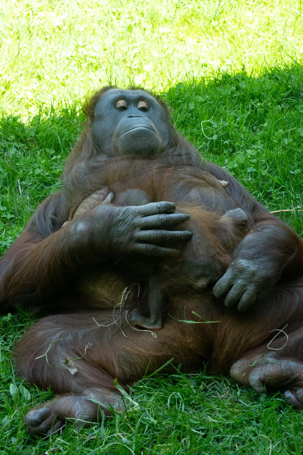 mother orangutan holding baby