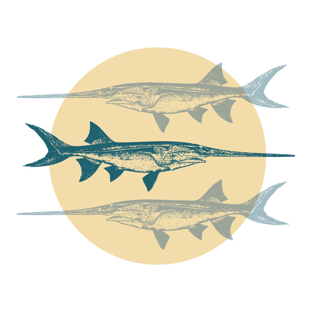 paddlefish graphic