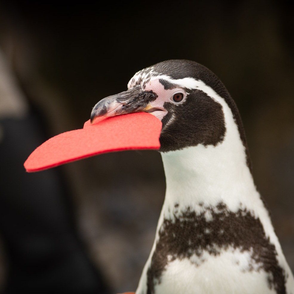 Humboldt penguin with felt heart in beak