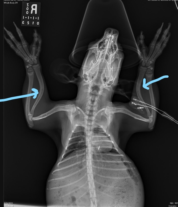 xray of koala
