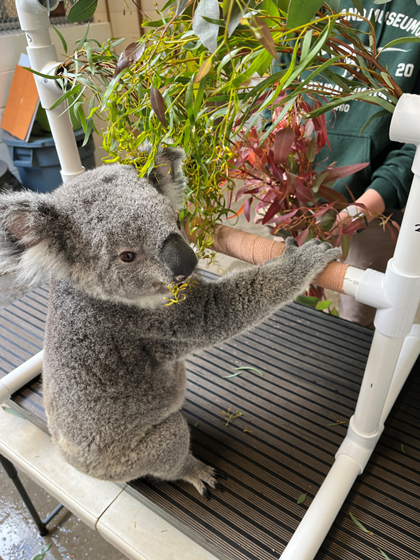 koala training with zoo team