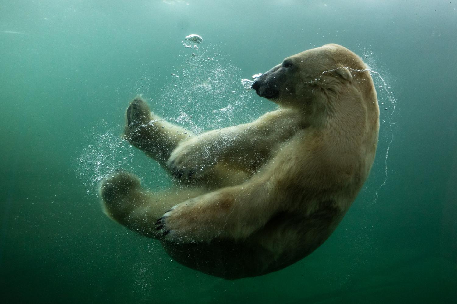 Polar bear in water