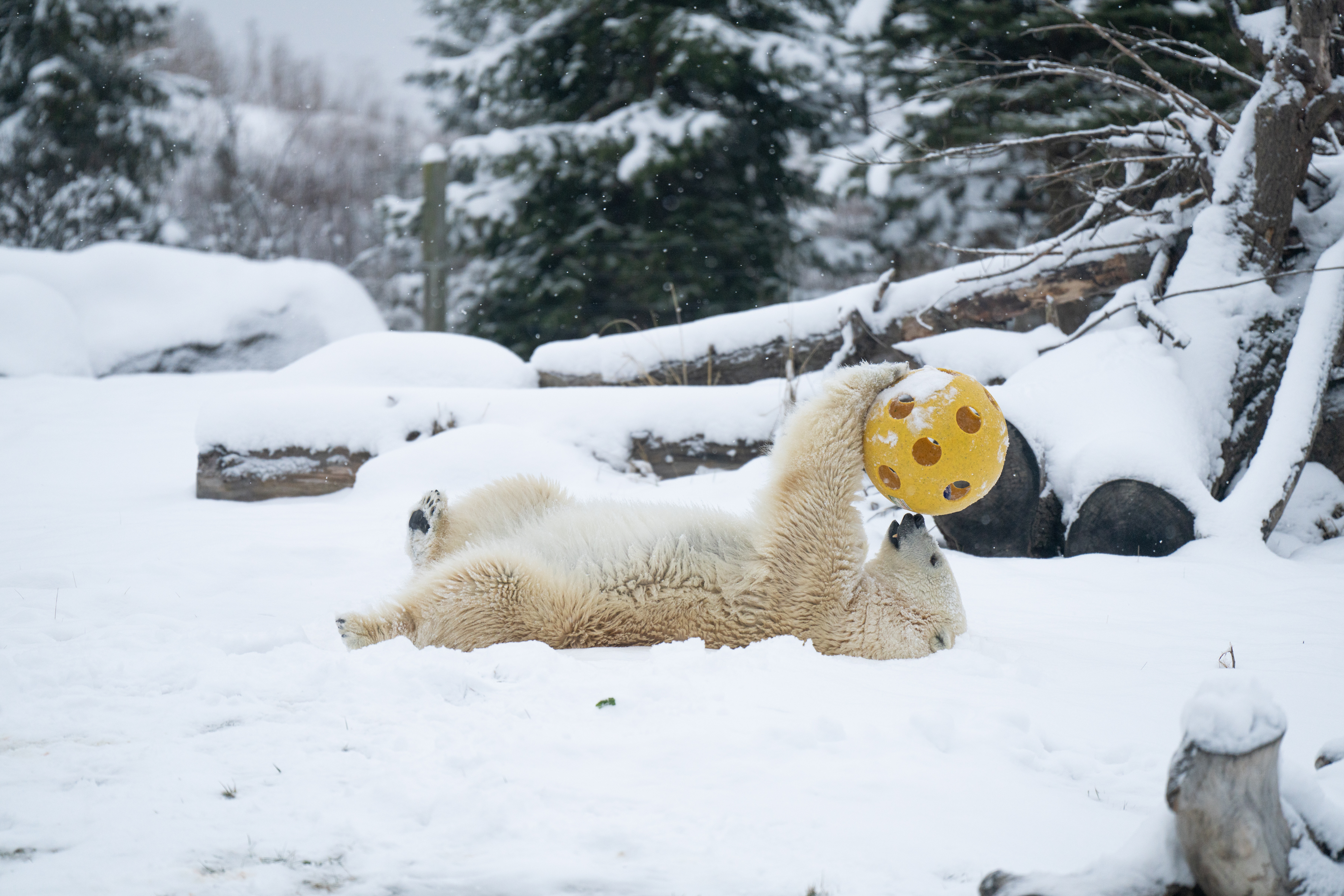 polar bear holding ball