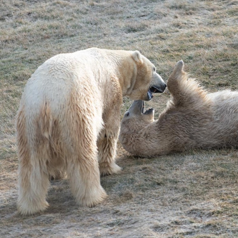 polar bears playing