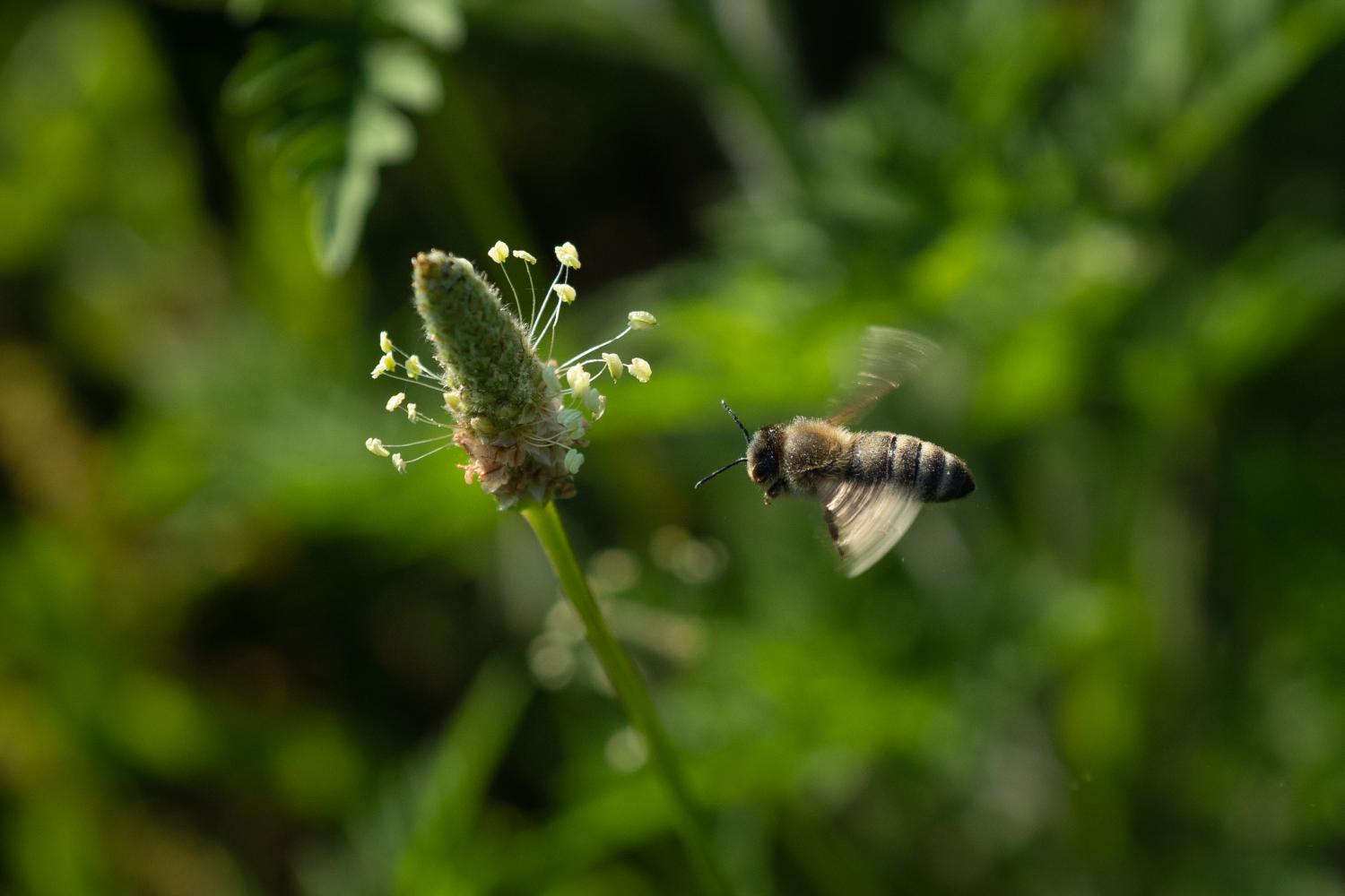 bee approaching flower