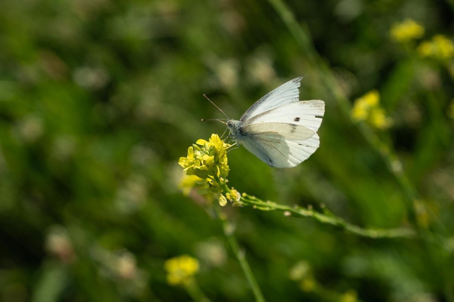 butterfly on flower