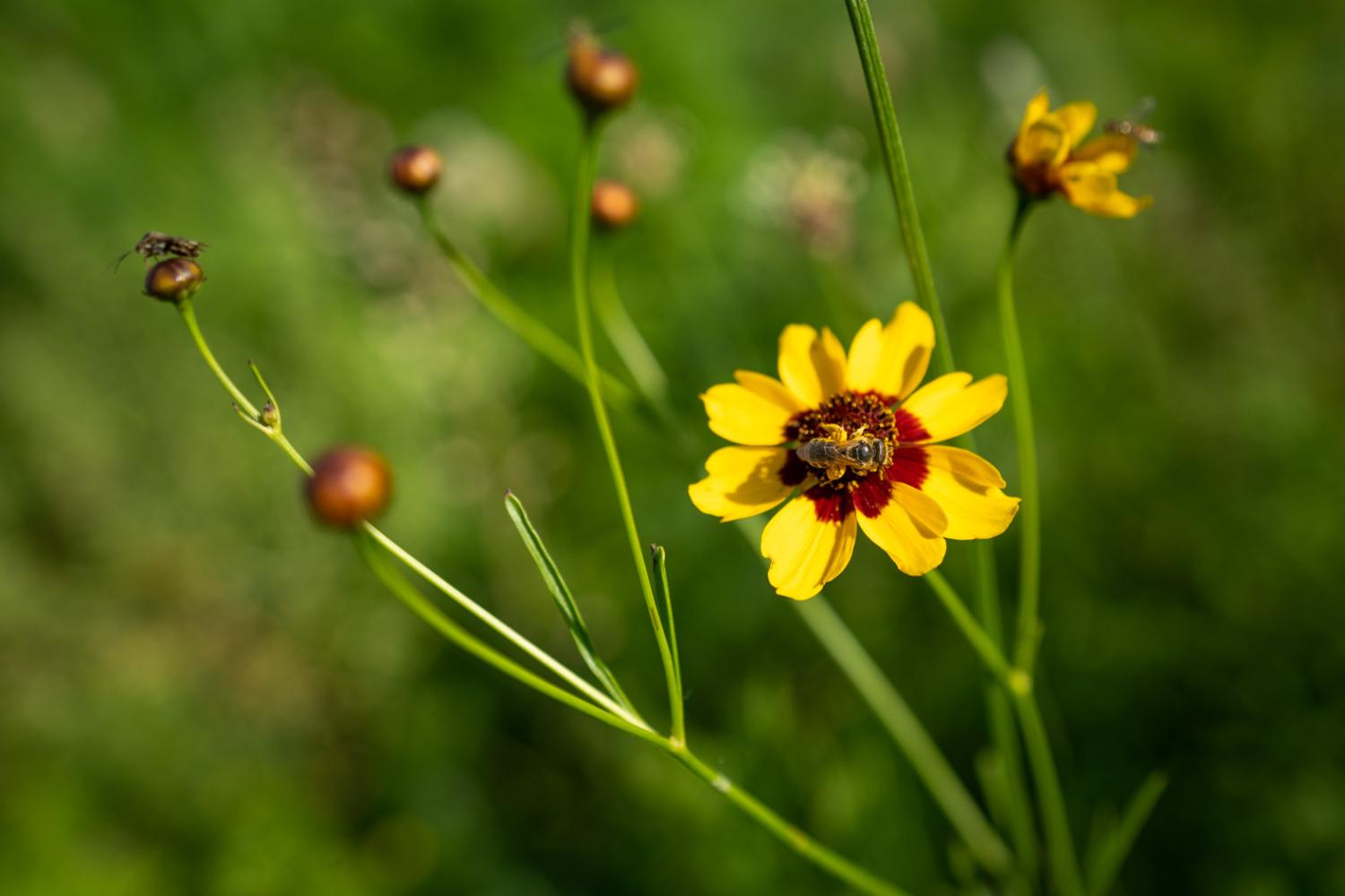 yellow flowers