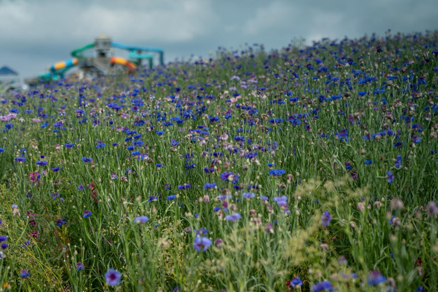 pollinator garden