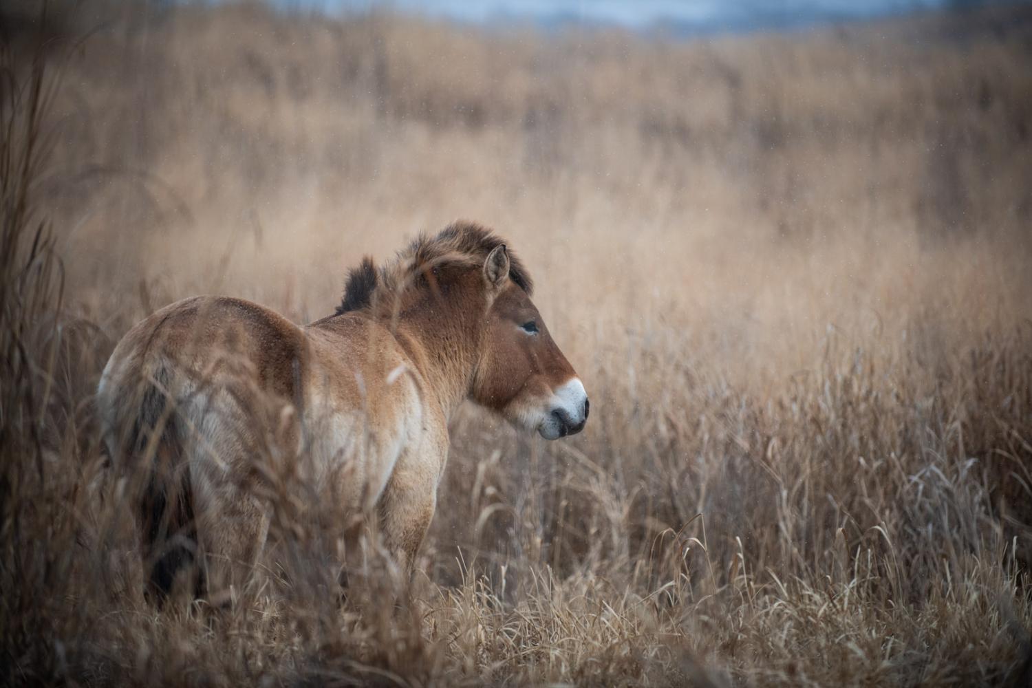 Przewalkski's horse at The Wilds