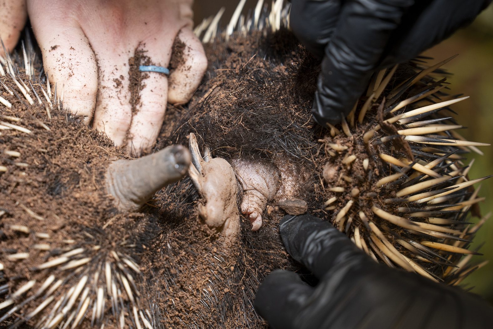 Team conducts a pouch check on echidna Edna to check on the puggle