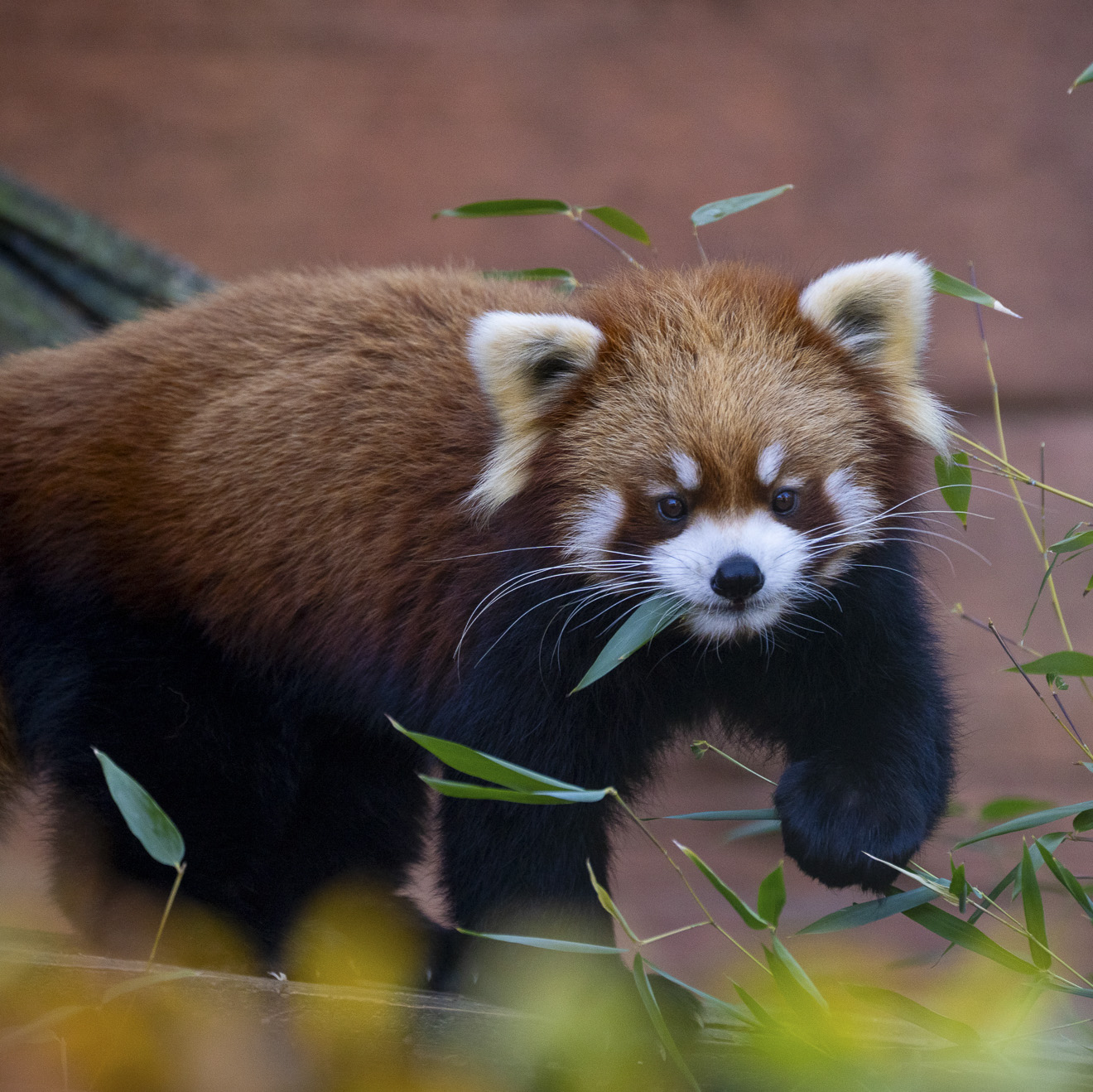red panda Robin at the Columbus Zoo