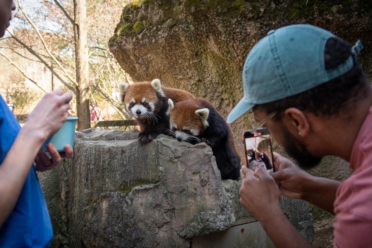 man taking cell picture of red pandas