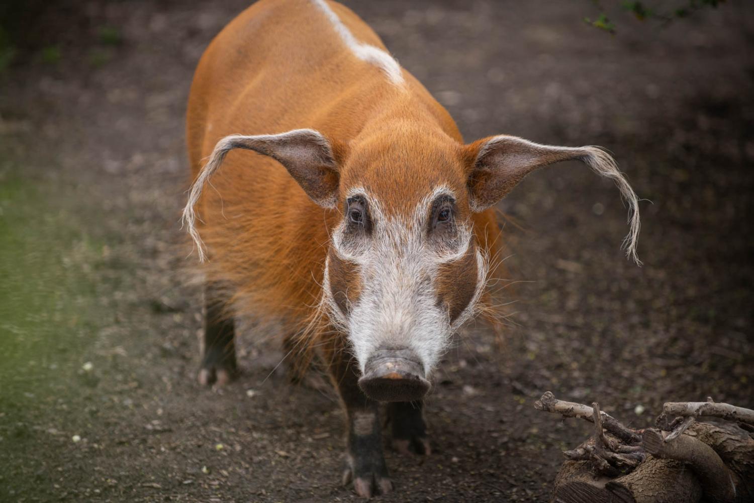 Red River Hog