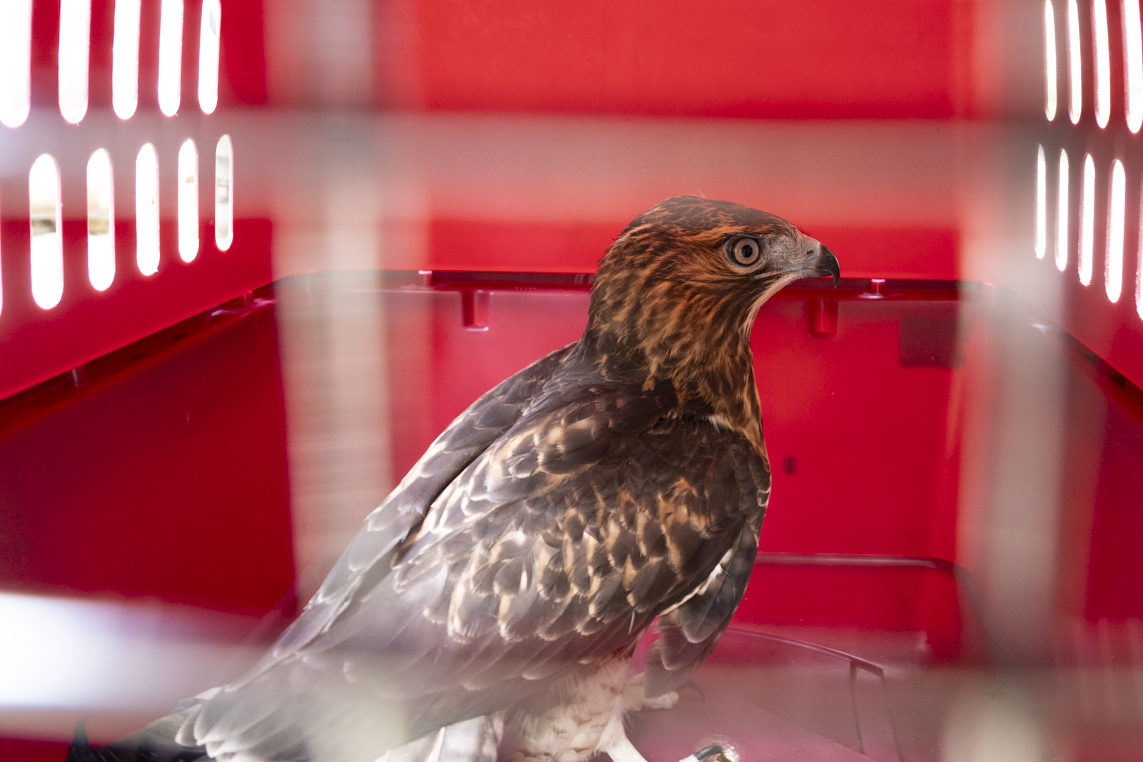hawk in carrier