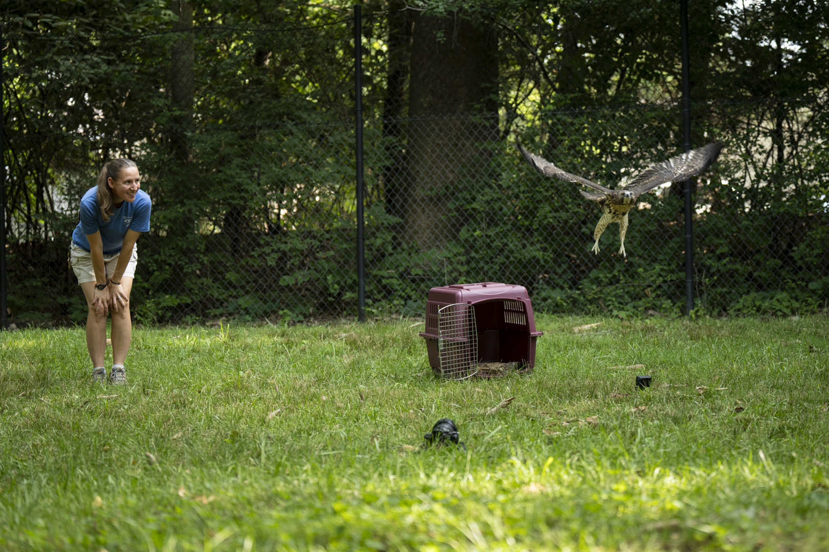 hawk flying at the Columbus Zoo