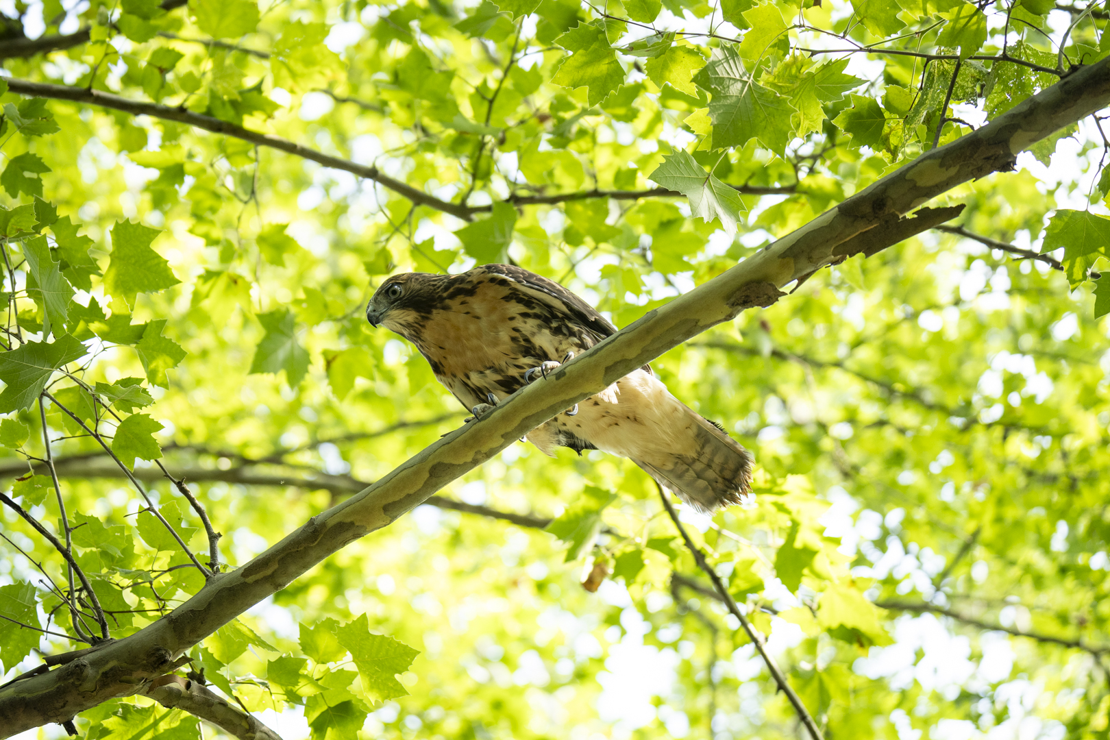 hawk in tree