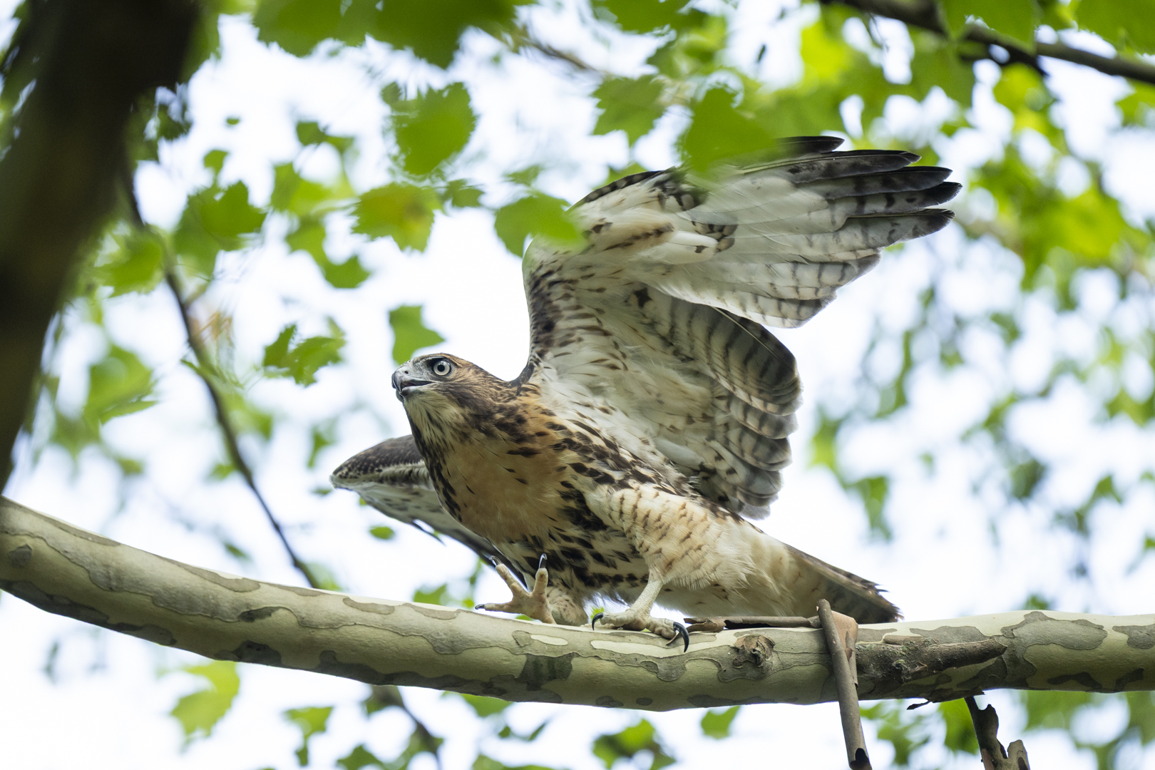 hawk in tree