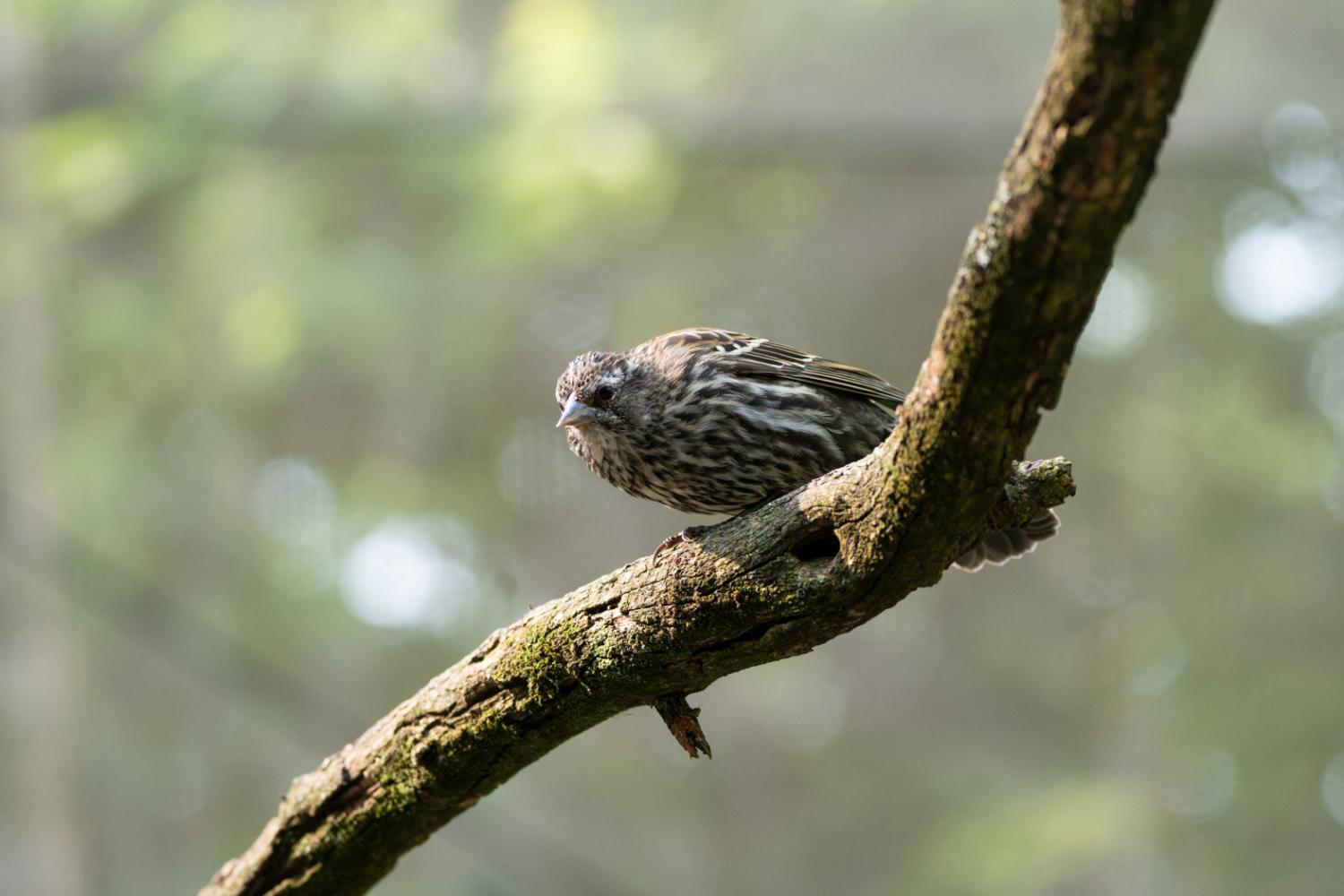 bird in tree