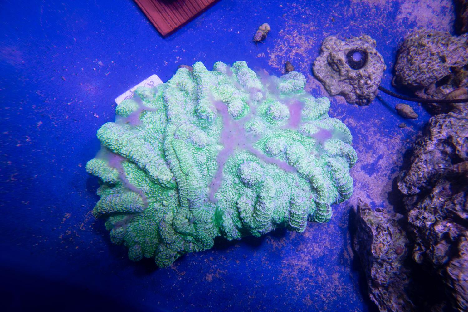 Coral Reef