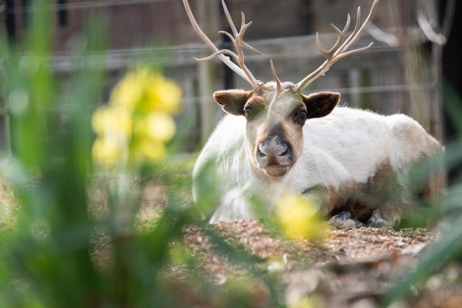reindeer in grass