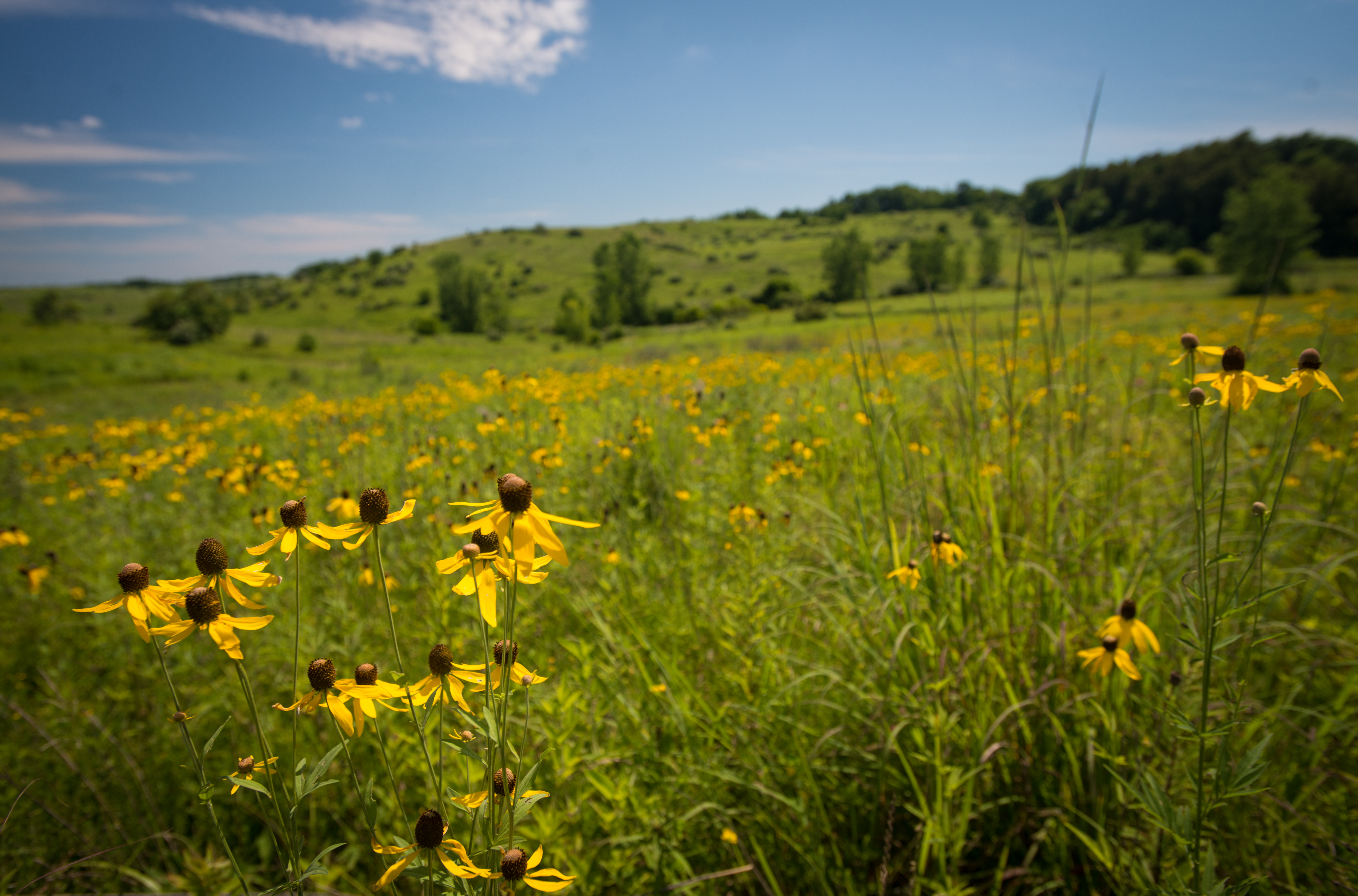 field of coneflowers at The Wilds