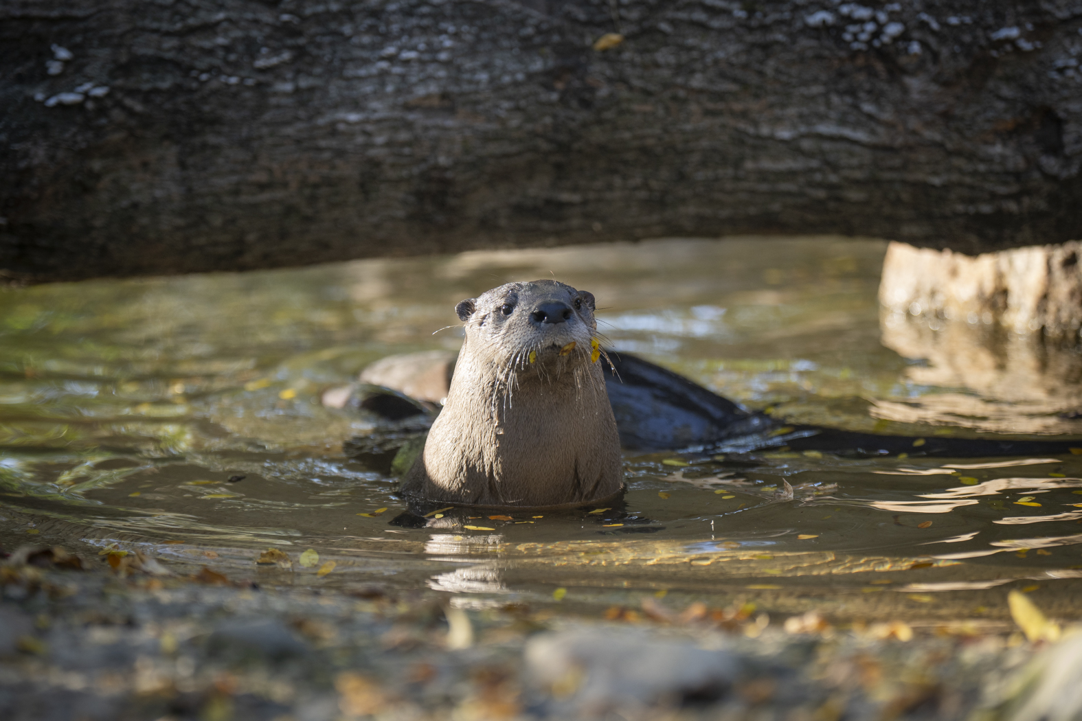 River Otter